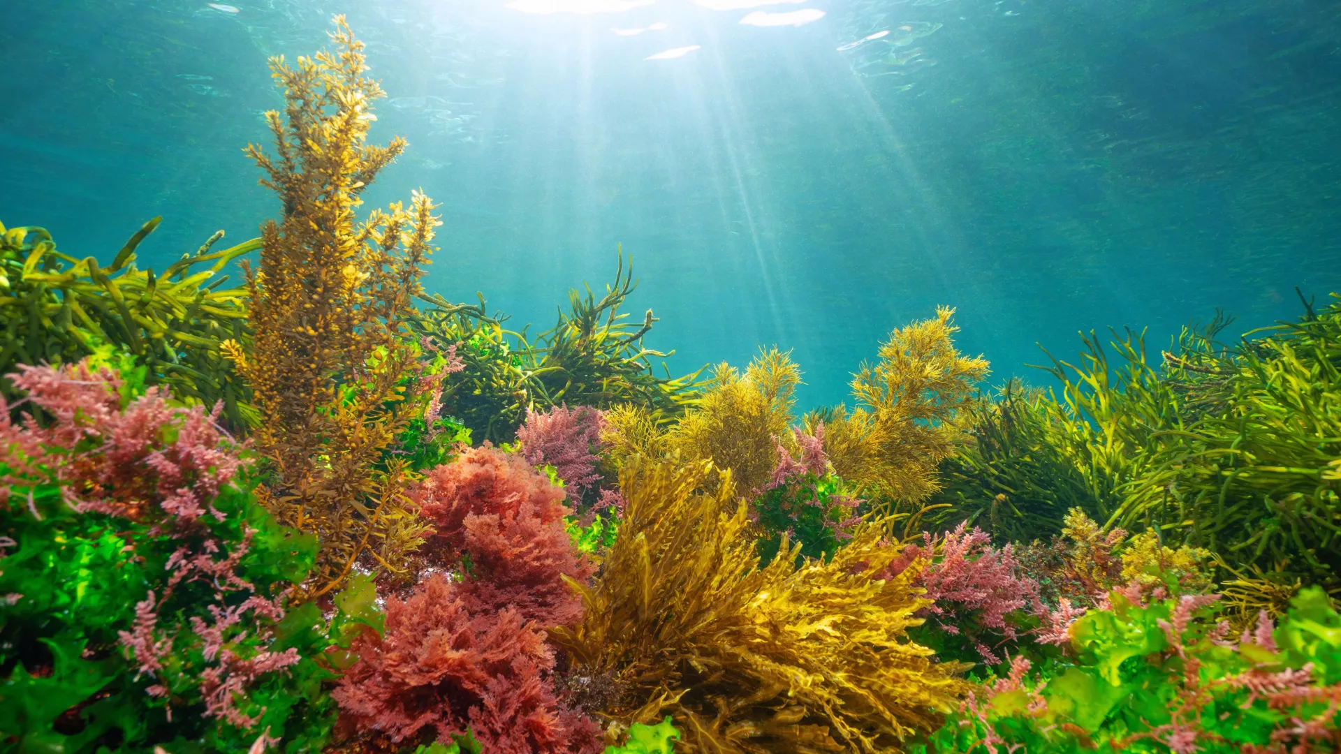 조류가 화상을 입지 않고 태양을 이용하는 법을 배운 방법
