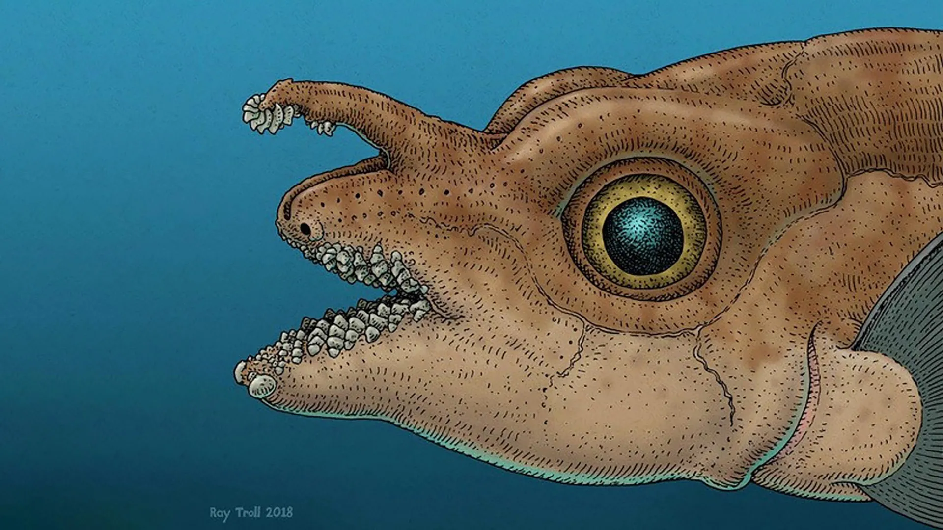 과학자들이 물고기 머리에서 실제 이빨이 자라는 것을 발견했습니다.