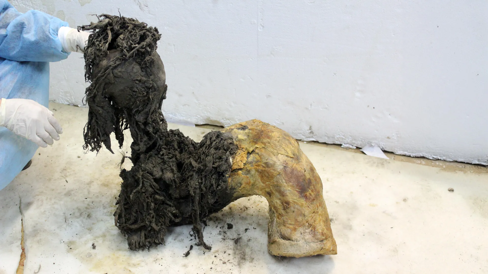 과학자들이 여전히 단서가 가득한 40,000년 된 매머드 RNA를 복구했습니다