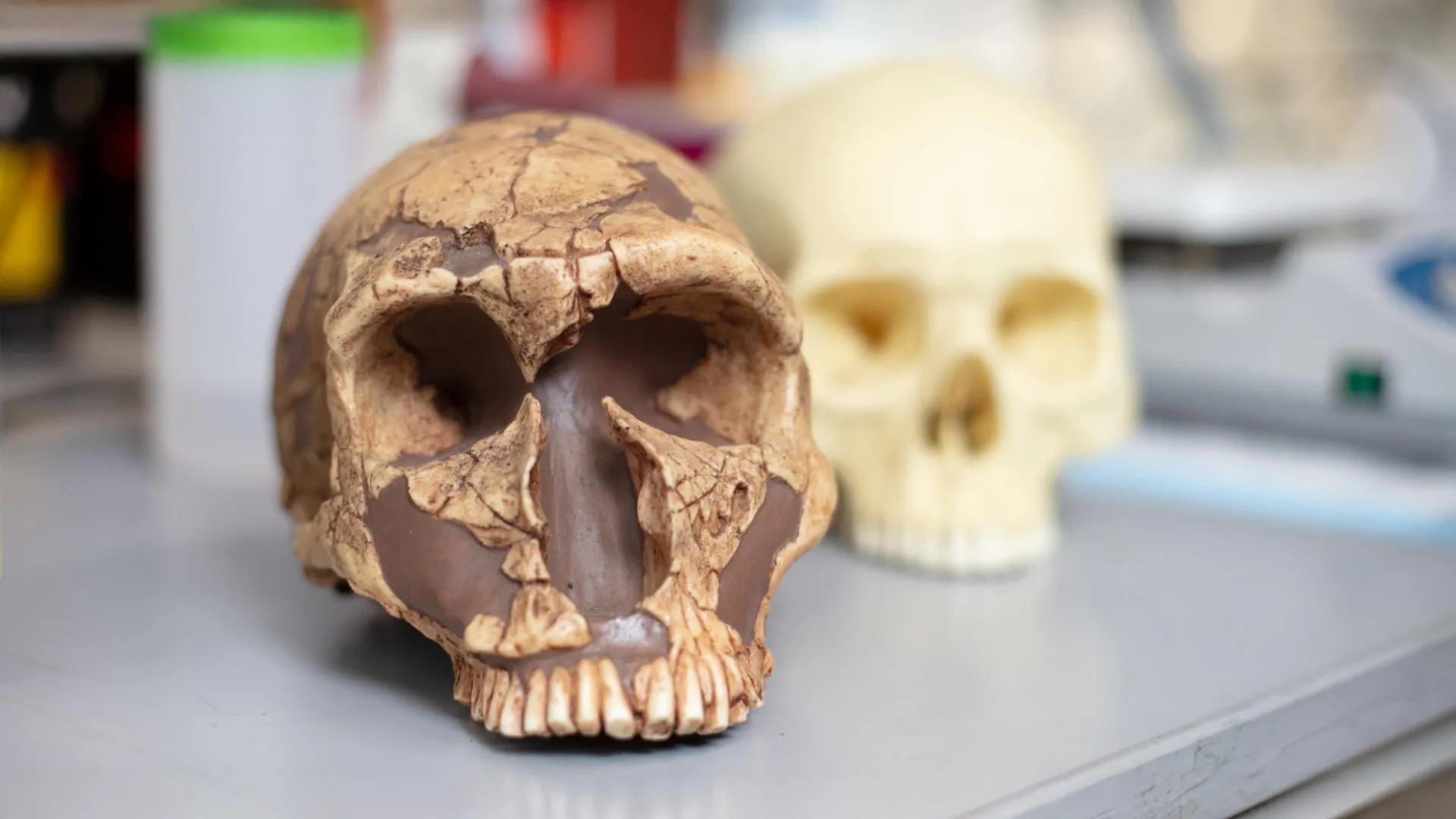 독에서 권력까지: 납 노출이 인간 지능 형성에 어떻게 도움이 되었는지