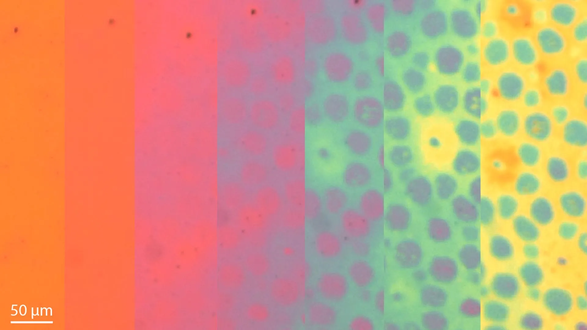 스탠포드 과학자들은 문어처럼 색상과 질감을 바꾸는 형태 변화 물질을 만듭니다.